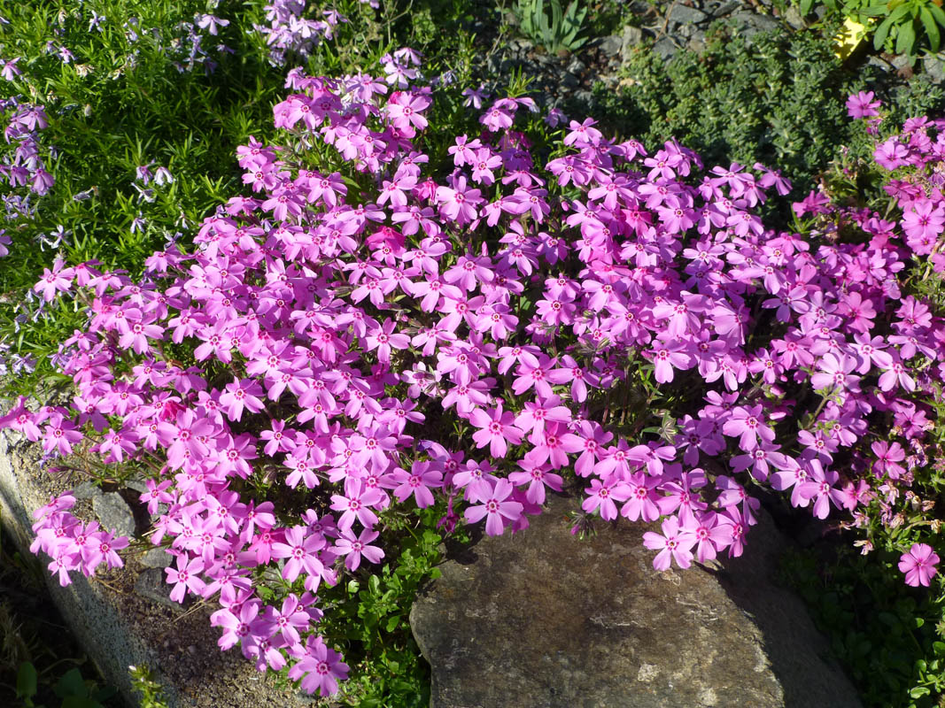 Phlox subulata 'Daisy Hill ' photo